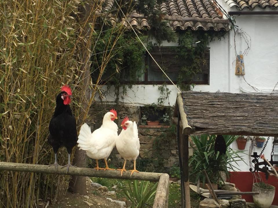 Posada Nina Margarita Priego de Córdoba Eksteriør bilde